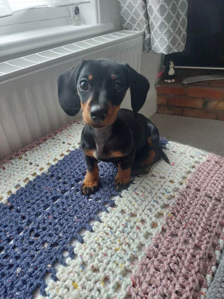 Miniature Dachshund Smooth Hair 14 Weeks Black & Tan