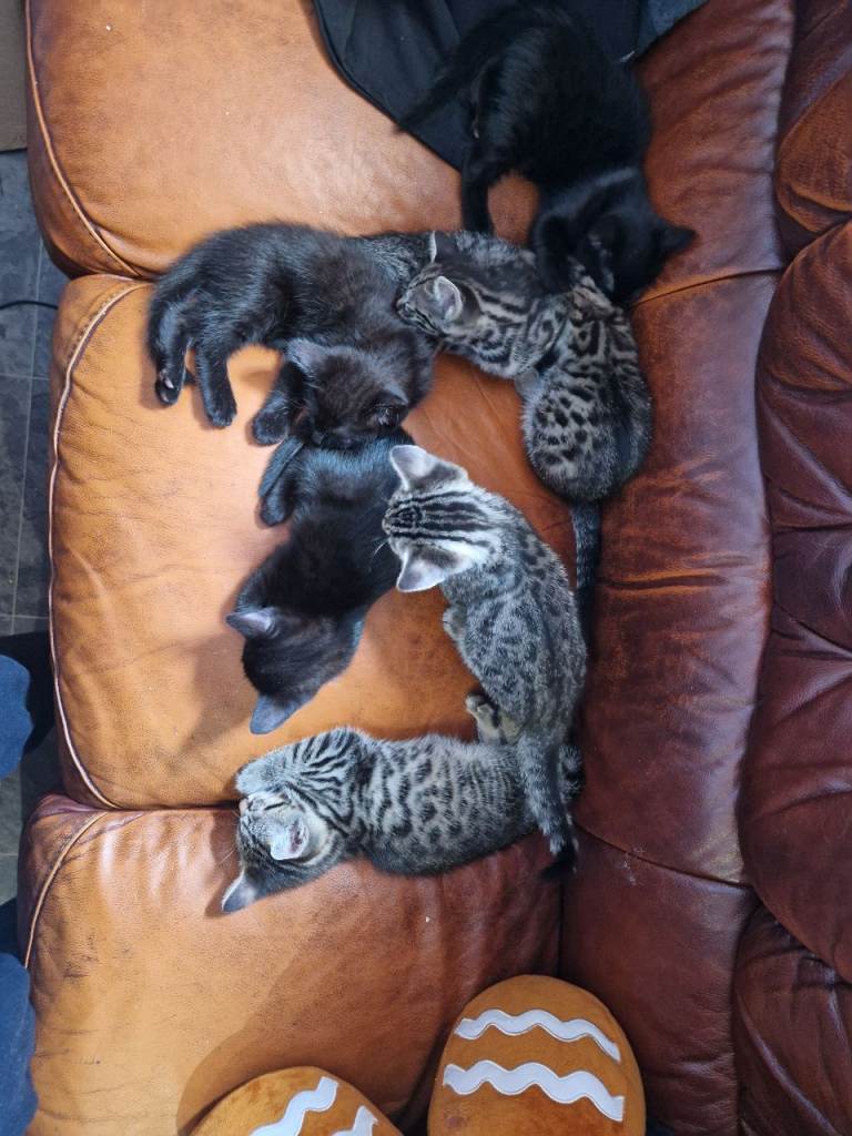 Mixed breed 