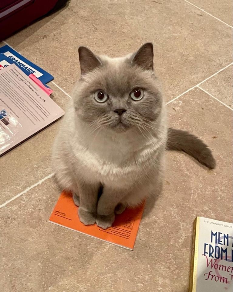 Beautiful Persian cat looking for a loving home