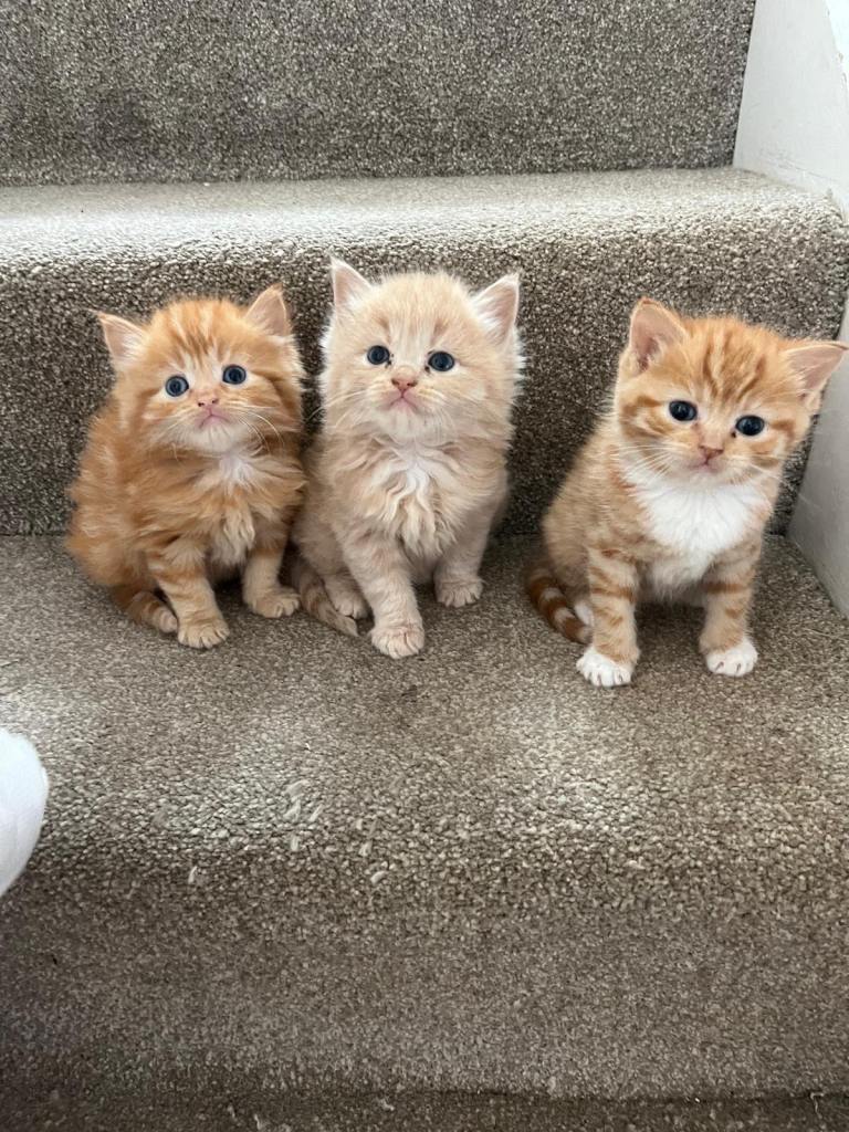 Gorgeous ragdoll kittens 