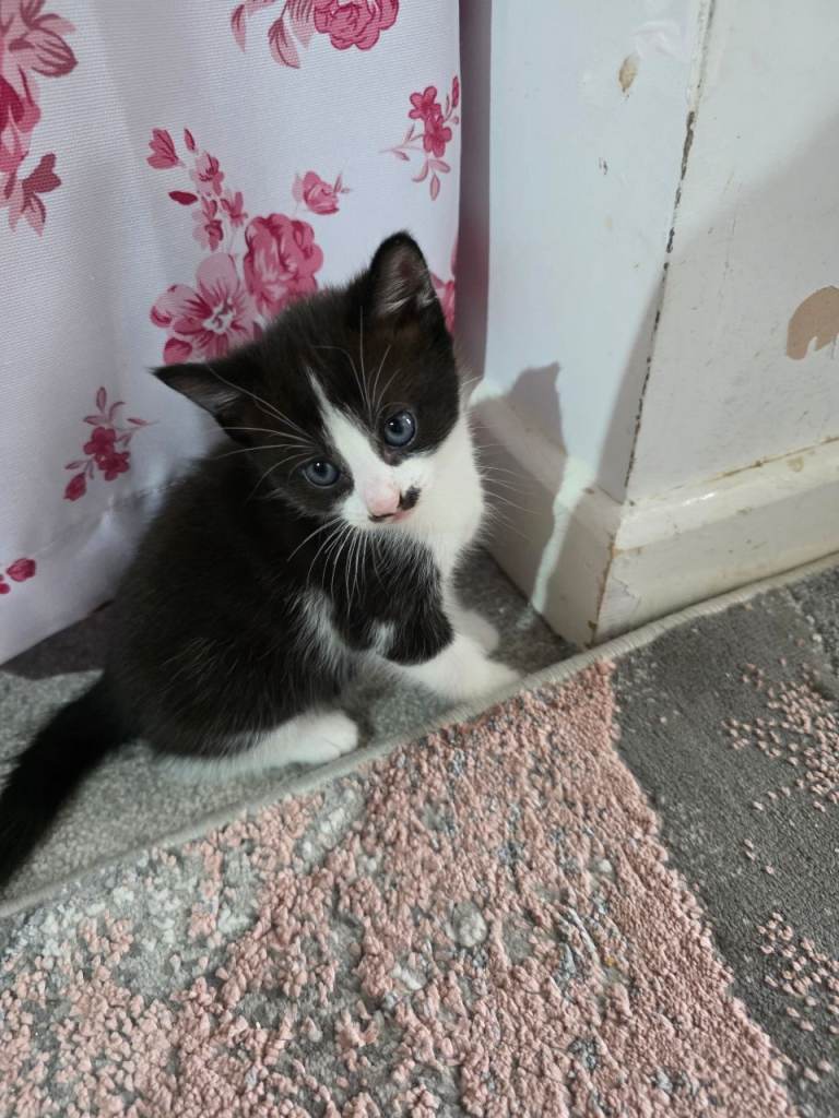 Kittens for sale