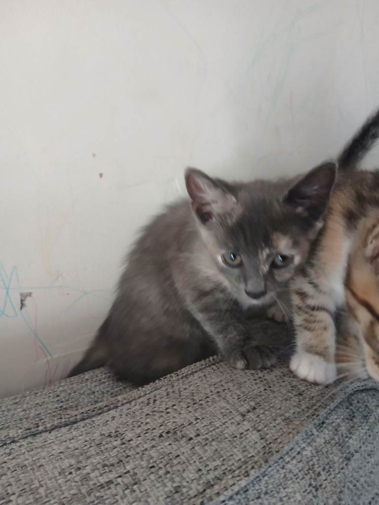 Kittens 
