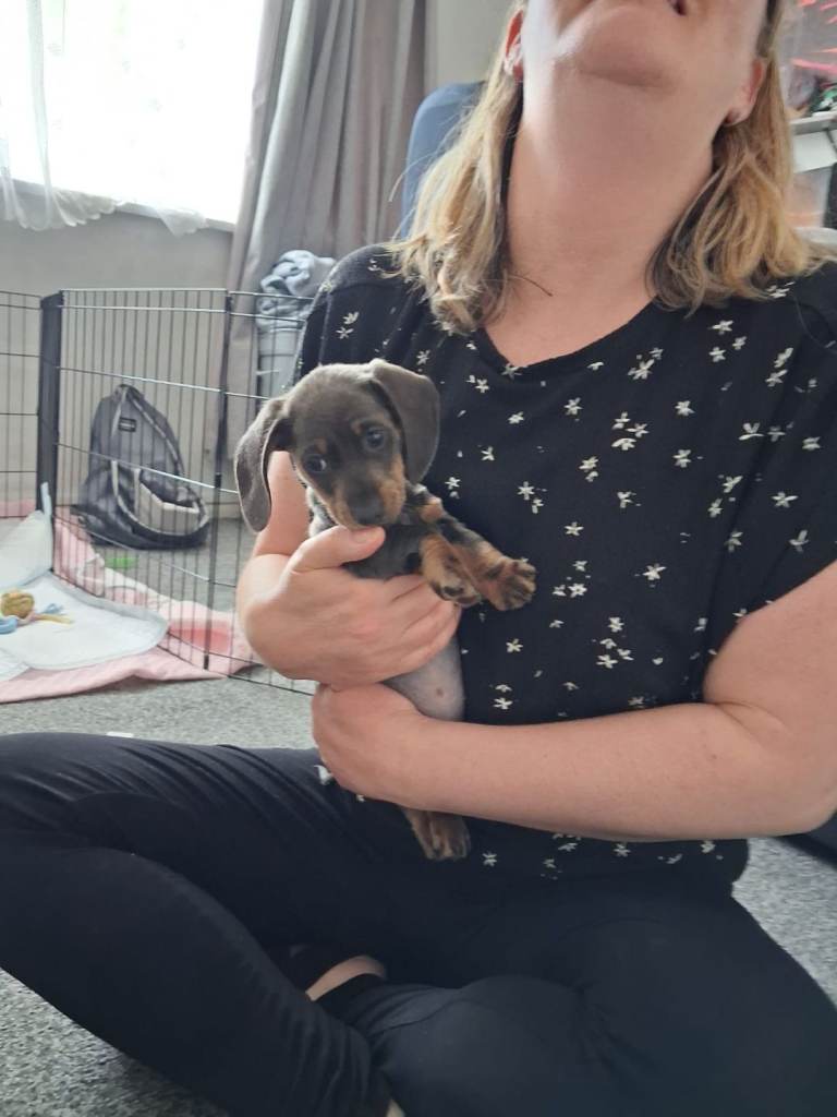 Mini duchhound