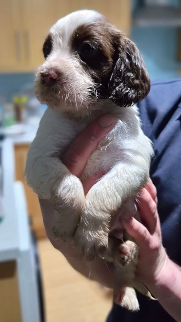 Springer spaniel Puppies 