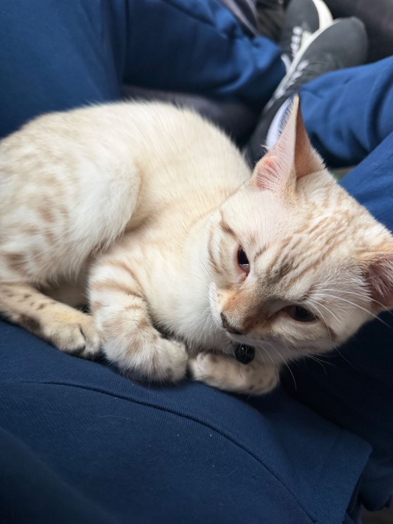Snow Lynx Bengal Kitten