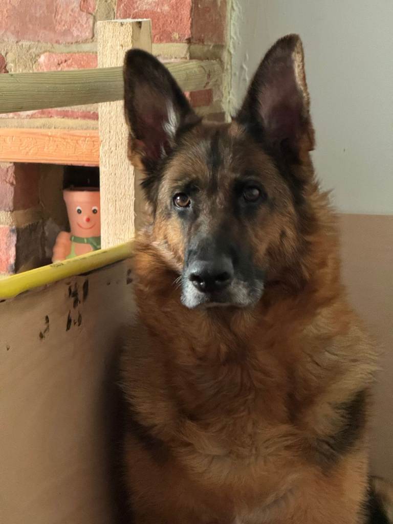 Pedigree German shepherd 