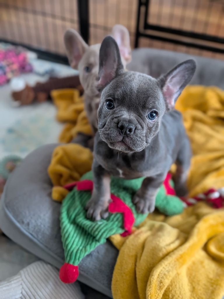 Female frenchie full kc reg (ready to leave for her new home now )