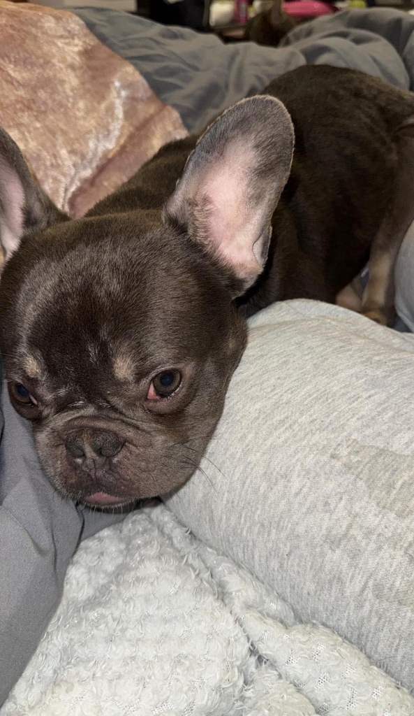 1 year old Frenchie