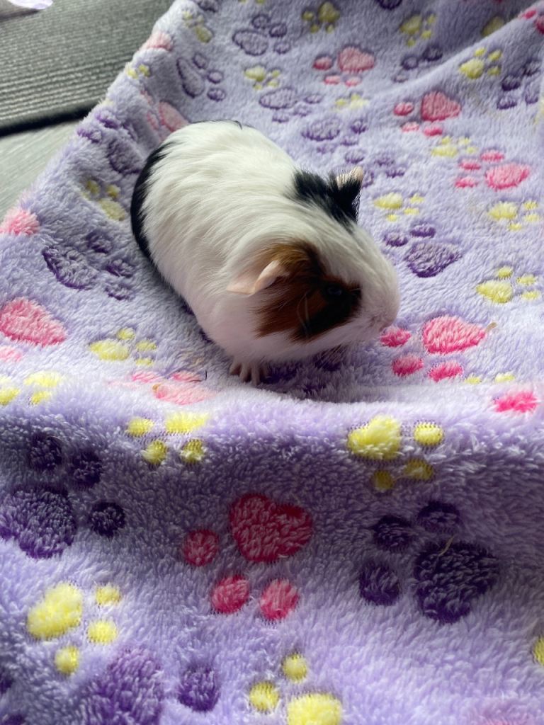 Male baby guinea pig for sale