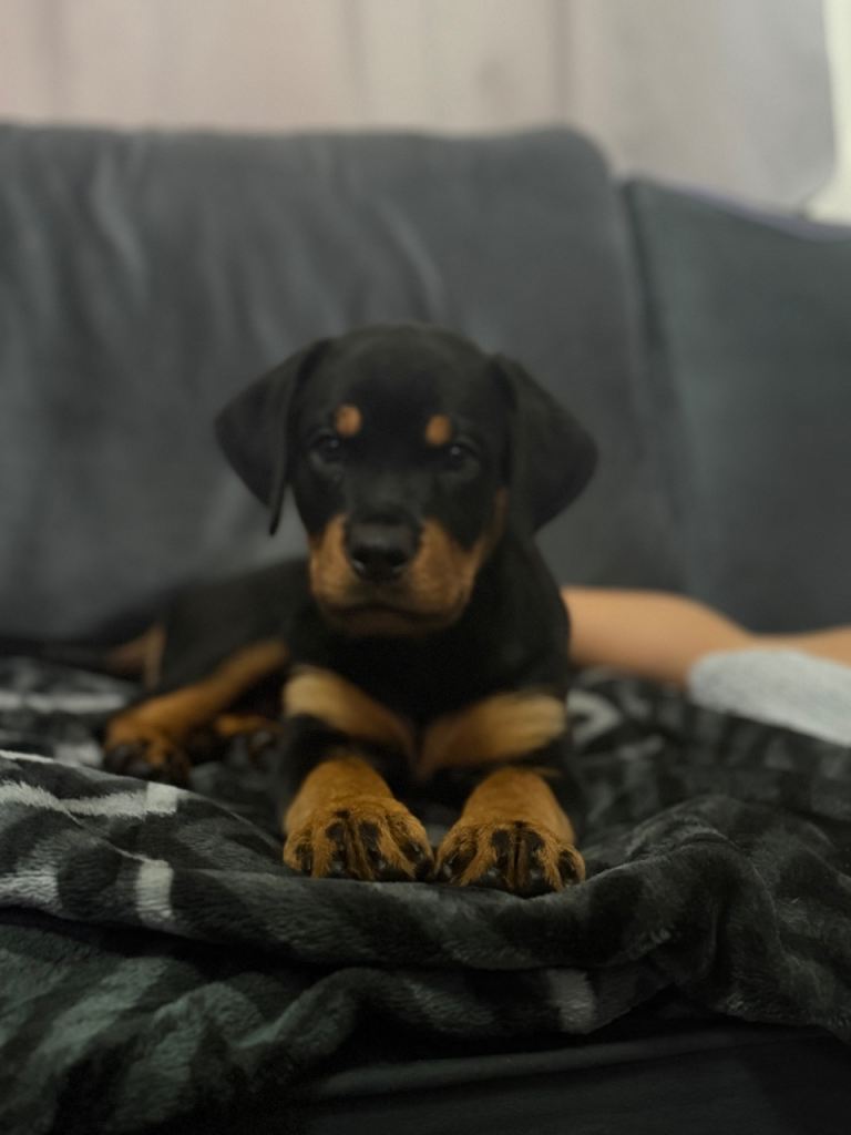Chunky Rottweiler pup