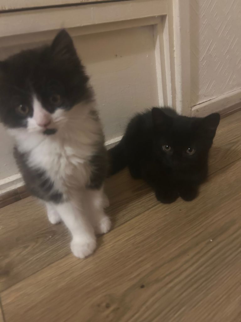     Playful & Cuddly Male Kittens Looking For Homes