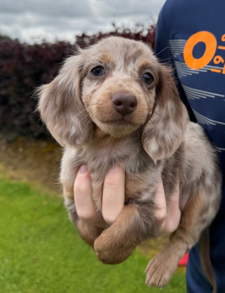 Longhaired miniature dachshund pups