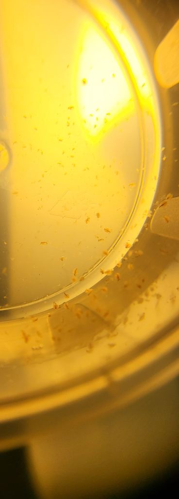 Moina macrocopa starter, for fish live in aquarium.