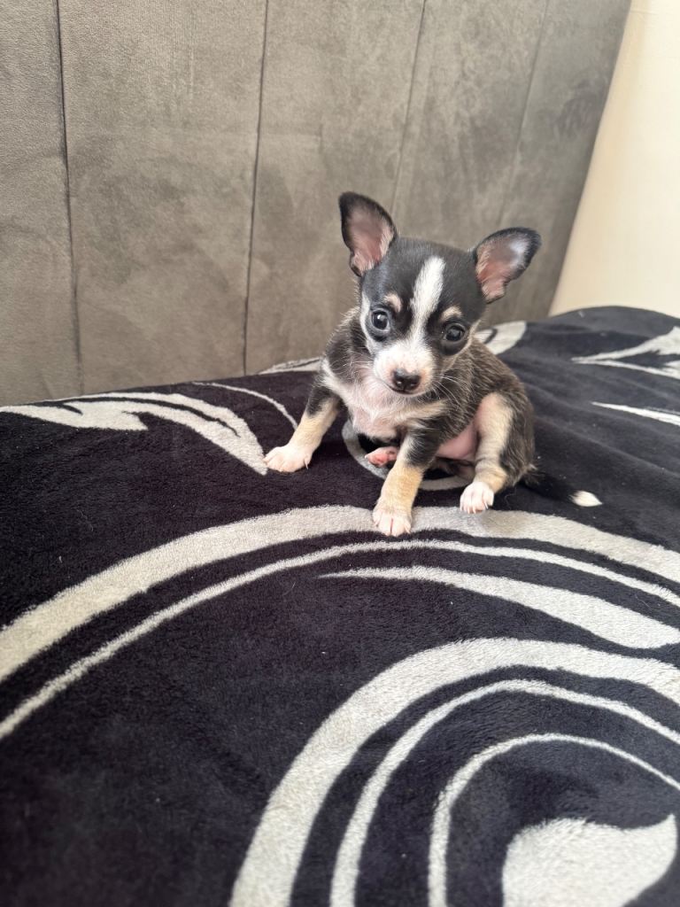 6 weeks old baby chihuahua 