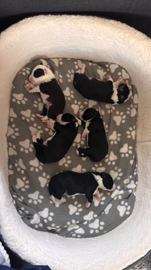 Border Collies puppies