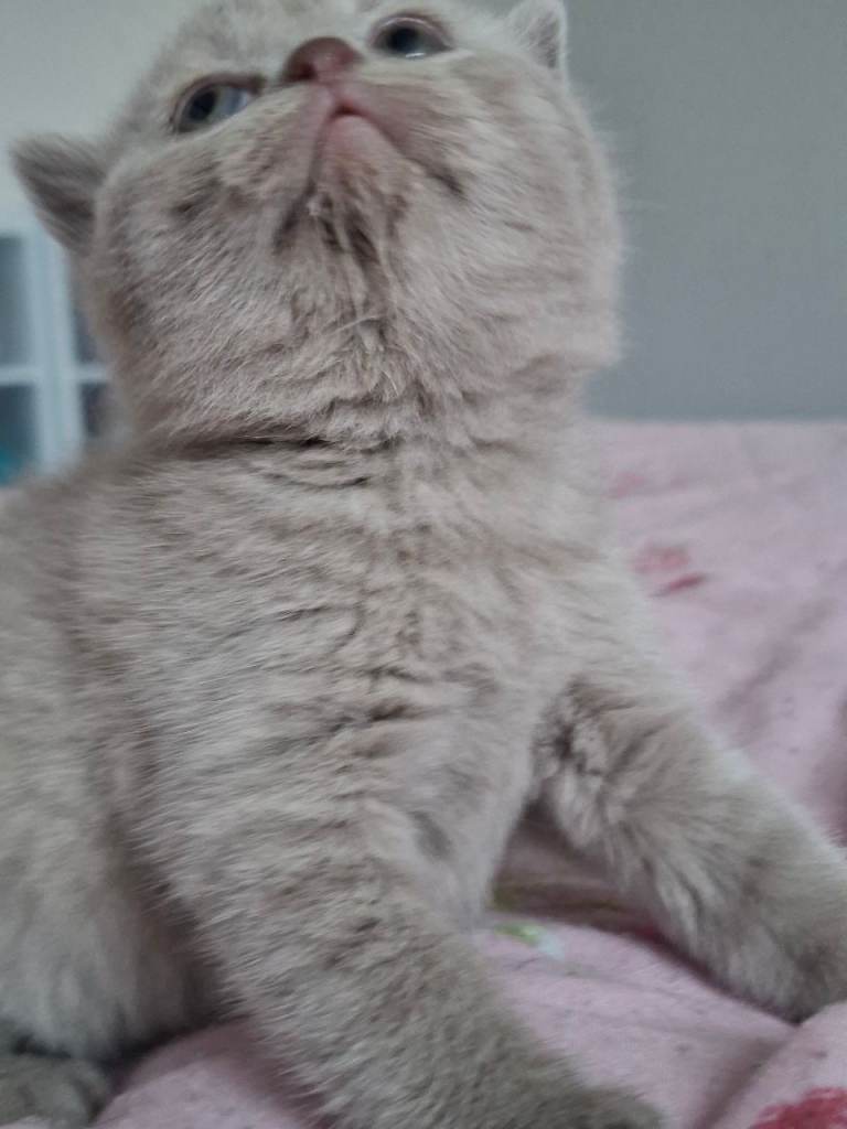 GCCF registered 3 fawn 3 blue