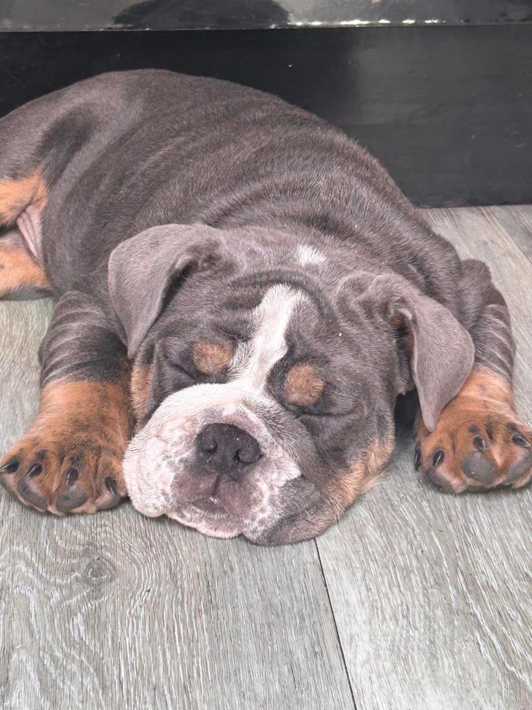 British bulldog