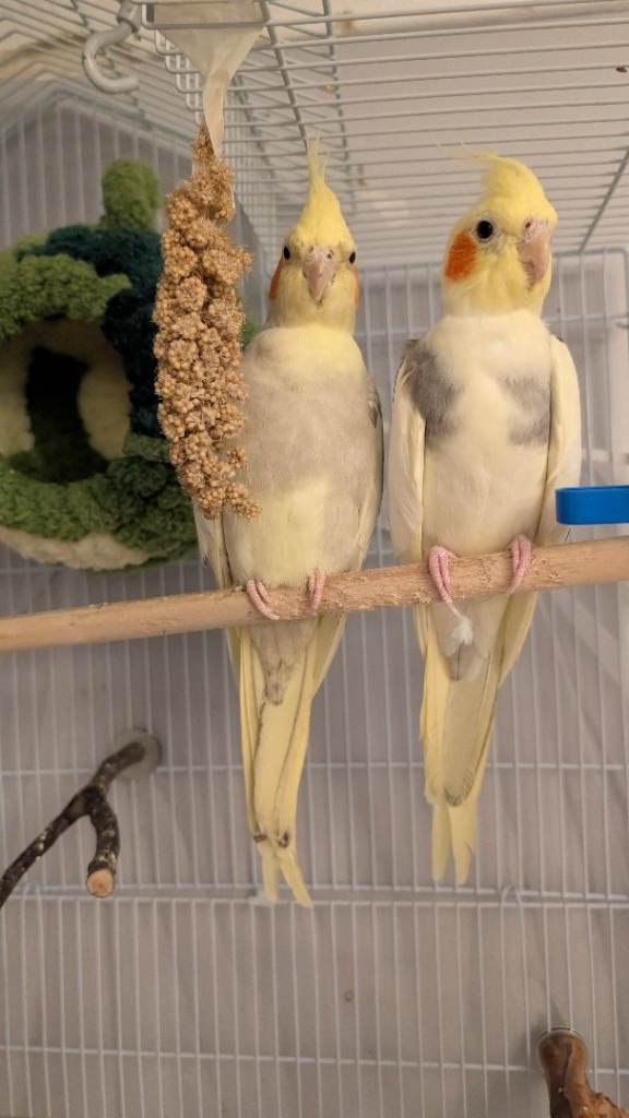 Parrot 