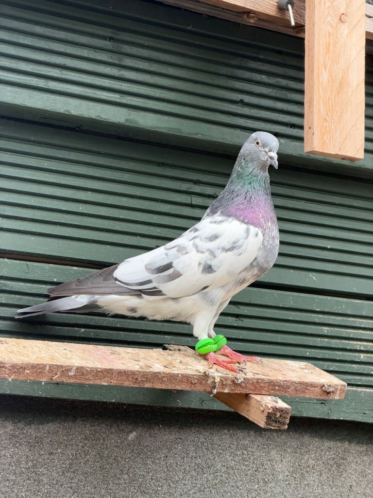 High flyer pigeons. 