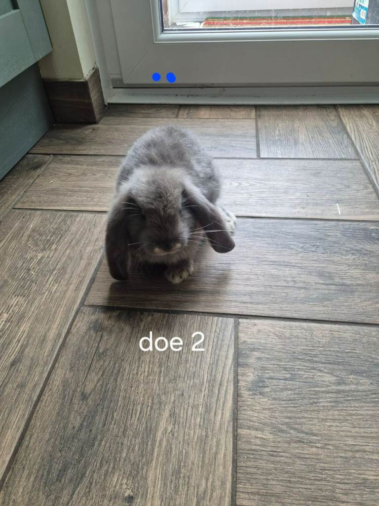 French lops 12 weeks old 