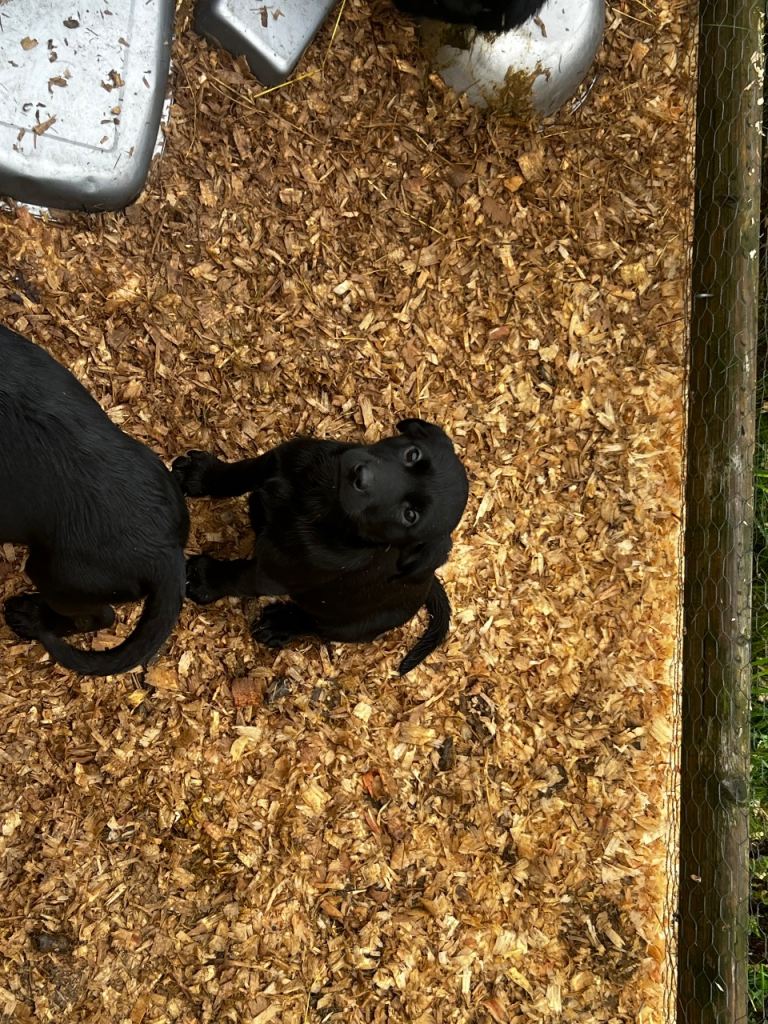 Black Lab pups From Liskoney fun fenella 