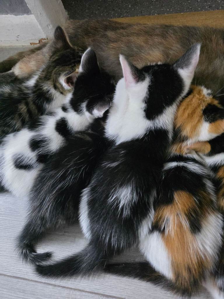 3 kittens 