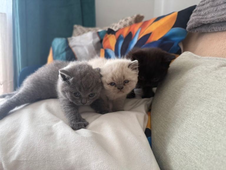 British Shorthair Kittens