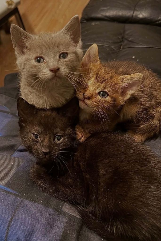 3 beautiful kittens 
