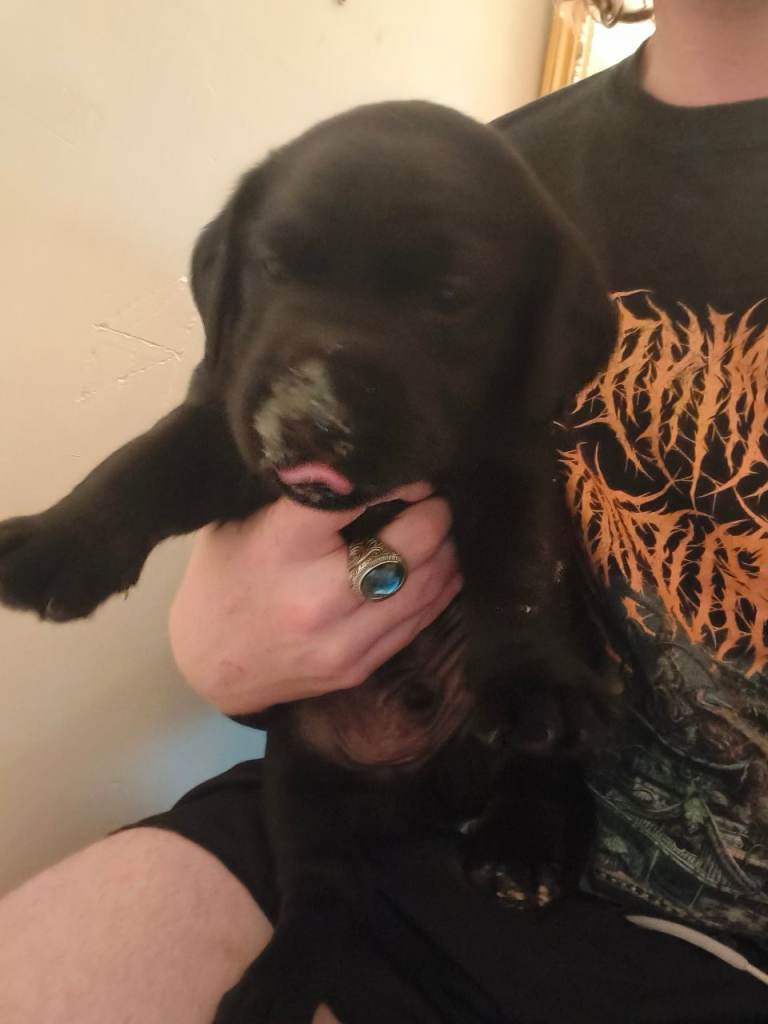X2 male black lab pups for sale