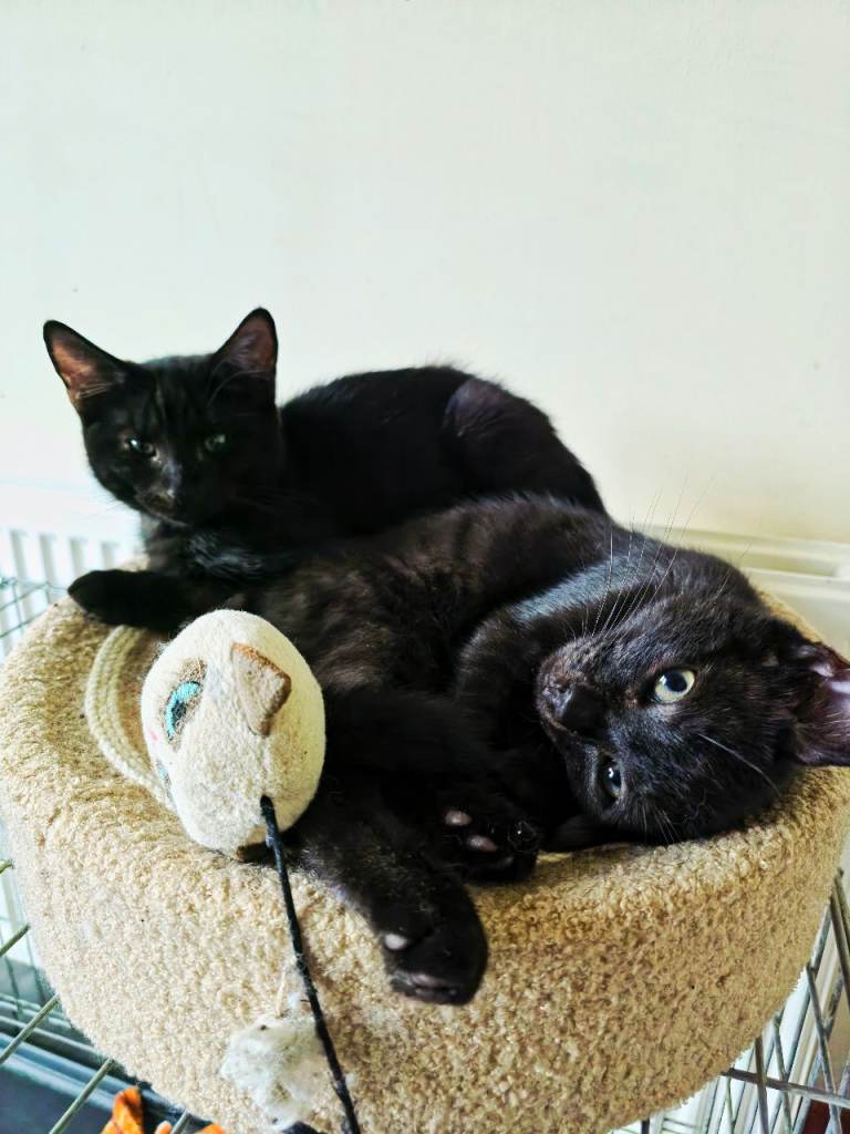 2 beautiful black Laperm cross kittens left