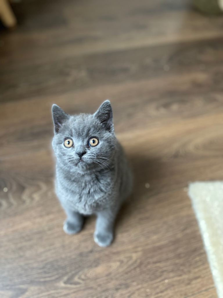 Pure British Shorthair Kitten one male left