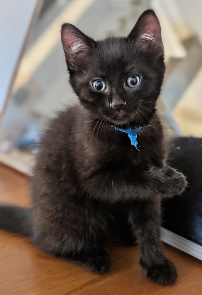  Last Beautiful Fluffy kitten ####RESERVED PENDING COLLECTION#####