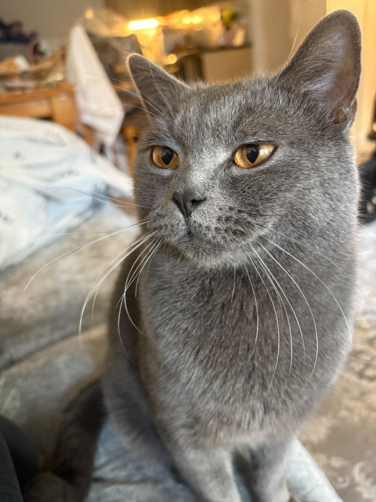 Two years old male British short hair 