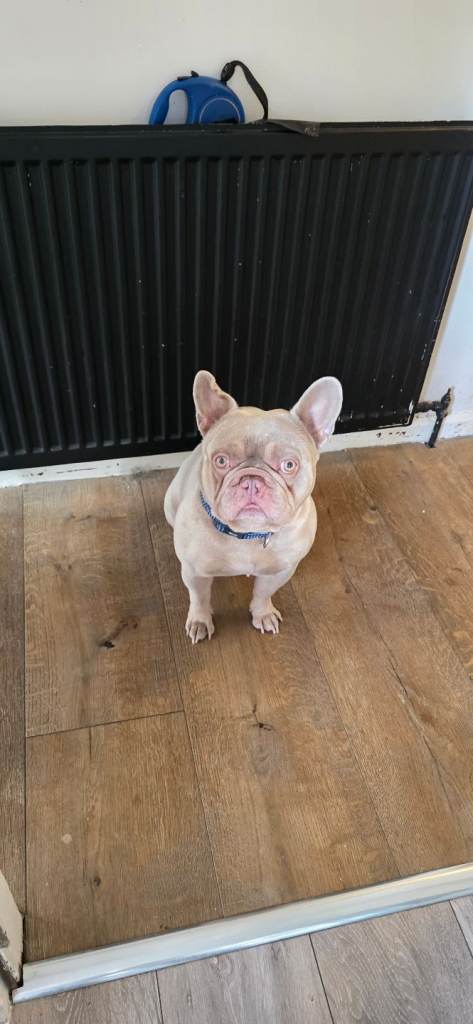 Lilac French bulldog