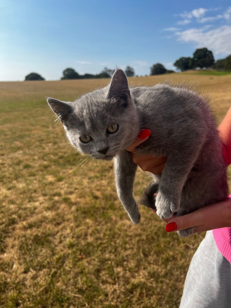 3 very pretty stable cats