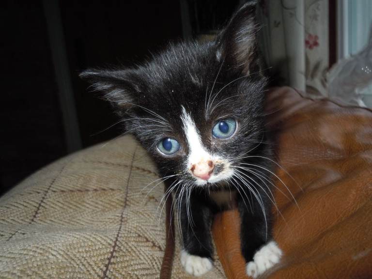 Kitten, friendly and cute, ready for loving home little boy
