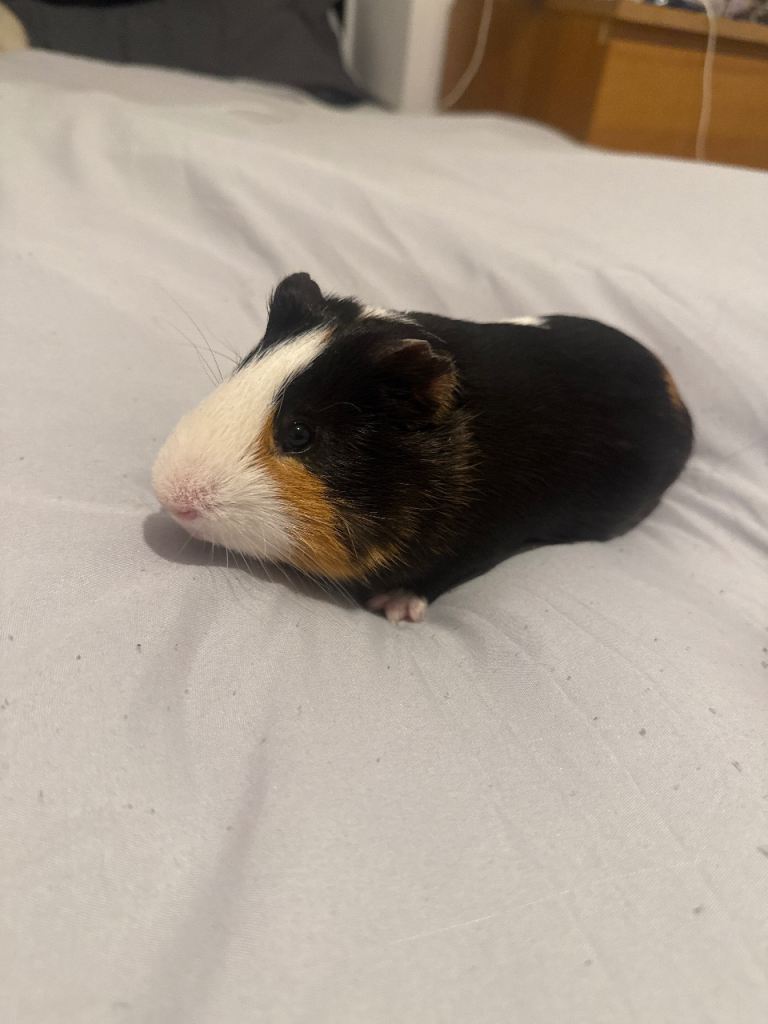Guinea pig rehoming/sale