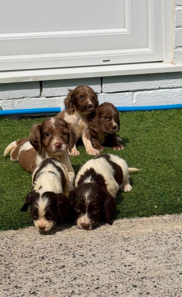 Cocker spaniel puppies 