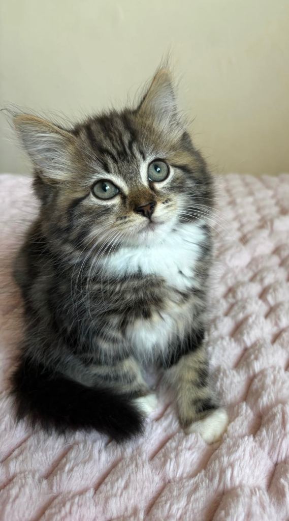 Maine Coon Cross Kitten