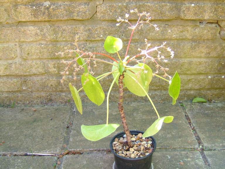 Chinese money plant in flower
