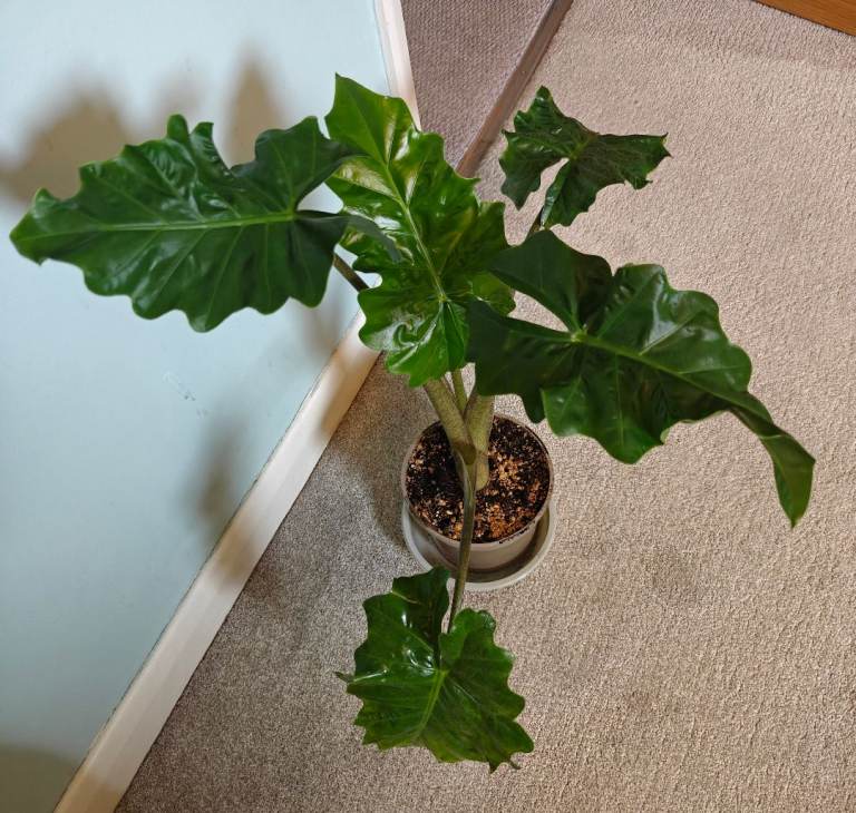 Alocasia low rider mature plant 