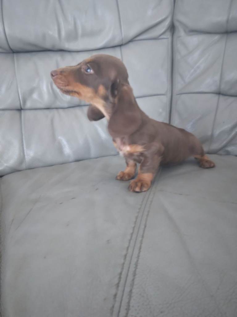 Dachshund 