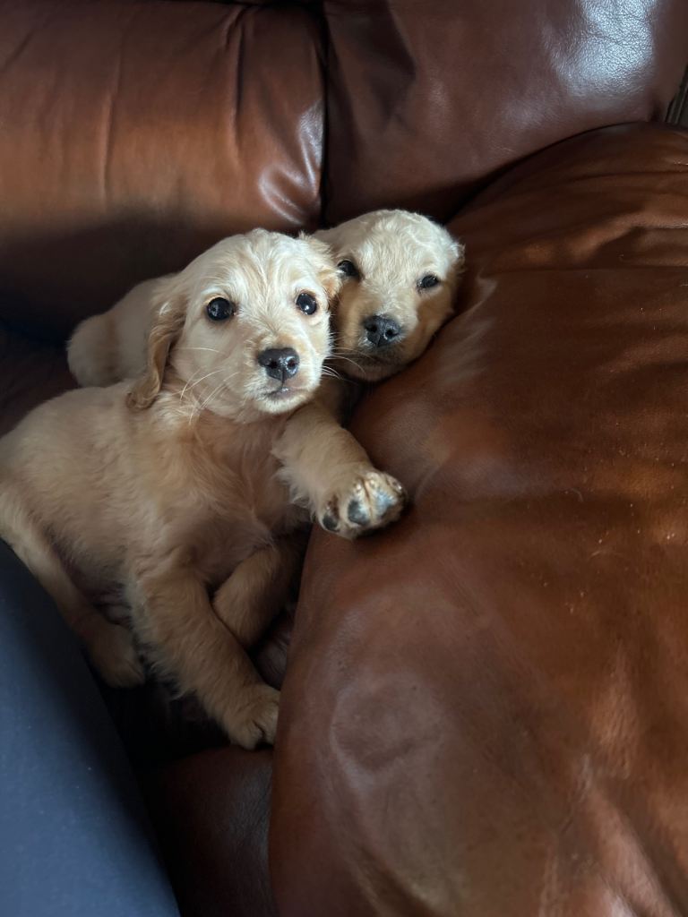 Cockapoo puppies