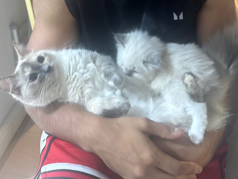 2 Gorgeous Ragdoll Kittens left!