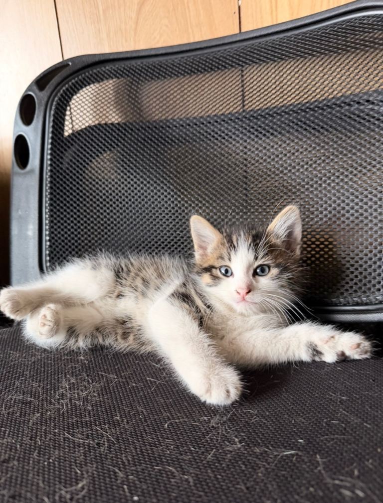 Kitten 