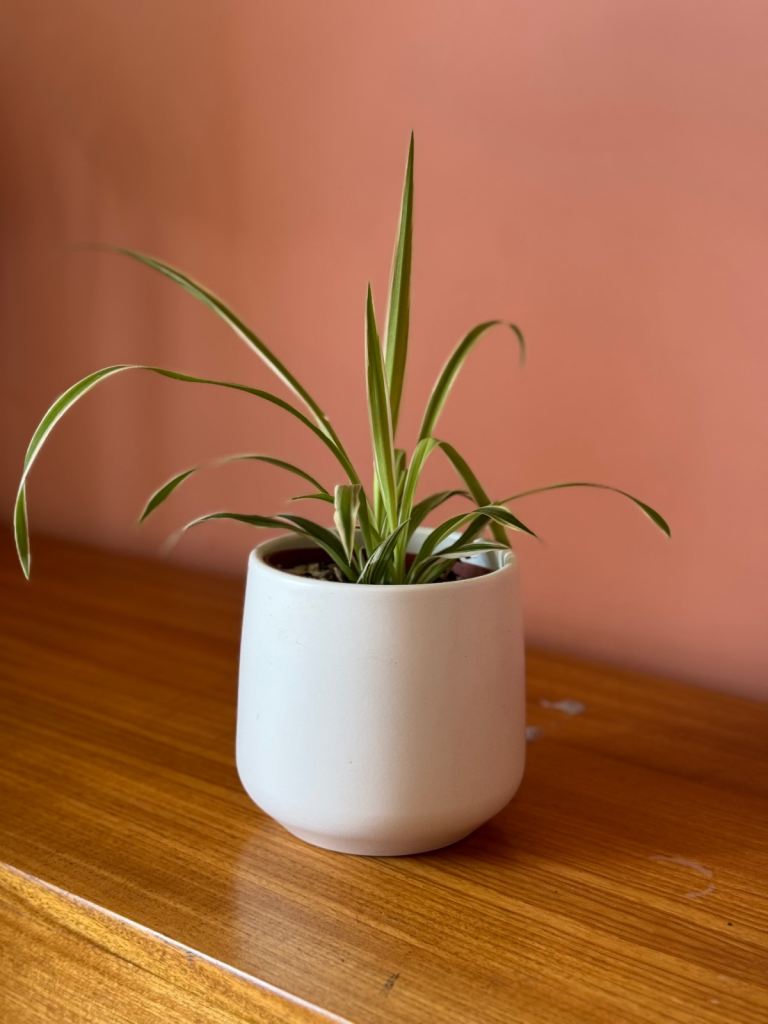 House Plants - Chinese Money Plants + Spider Plants for sale