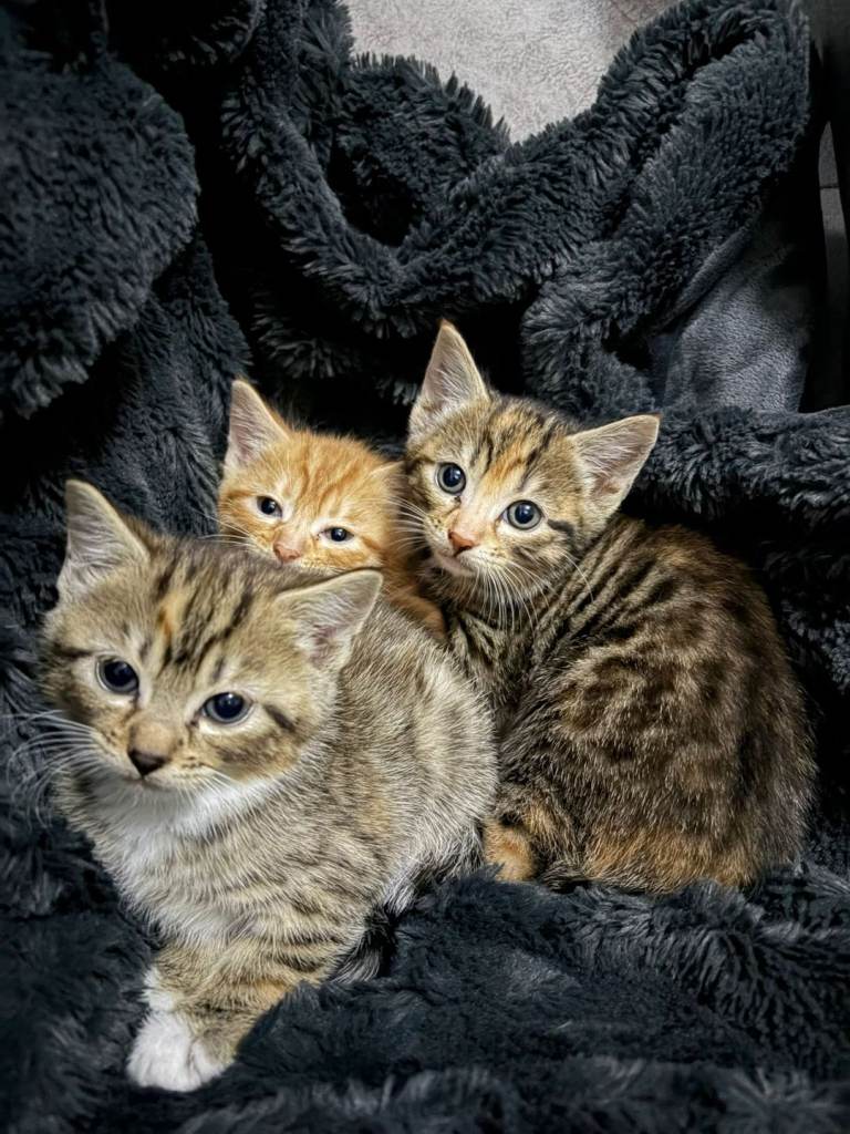 Kittens 