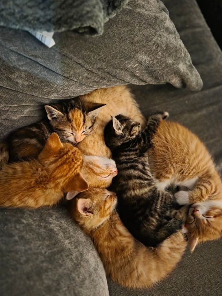 4 ginger kittens available 8 weeks old. 