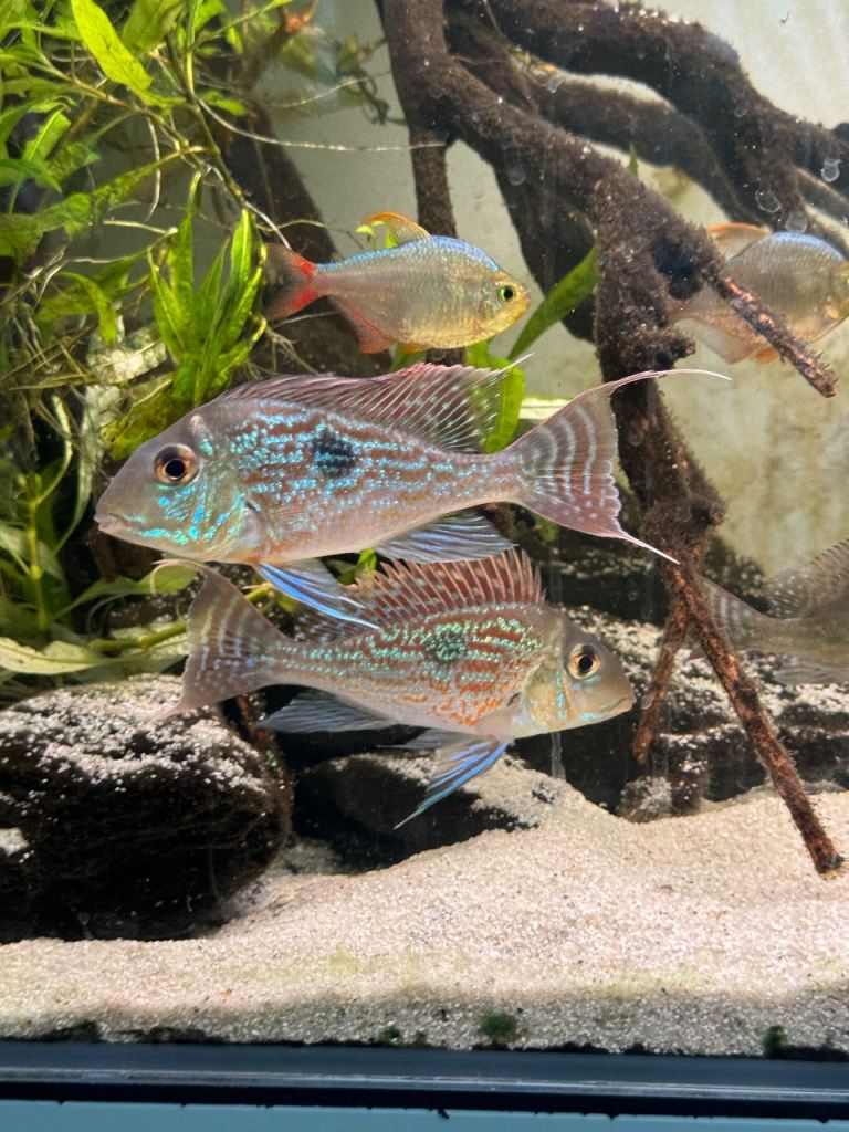 Geophagus Sveni, Severum, Colombian Tetra