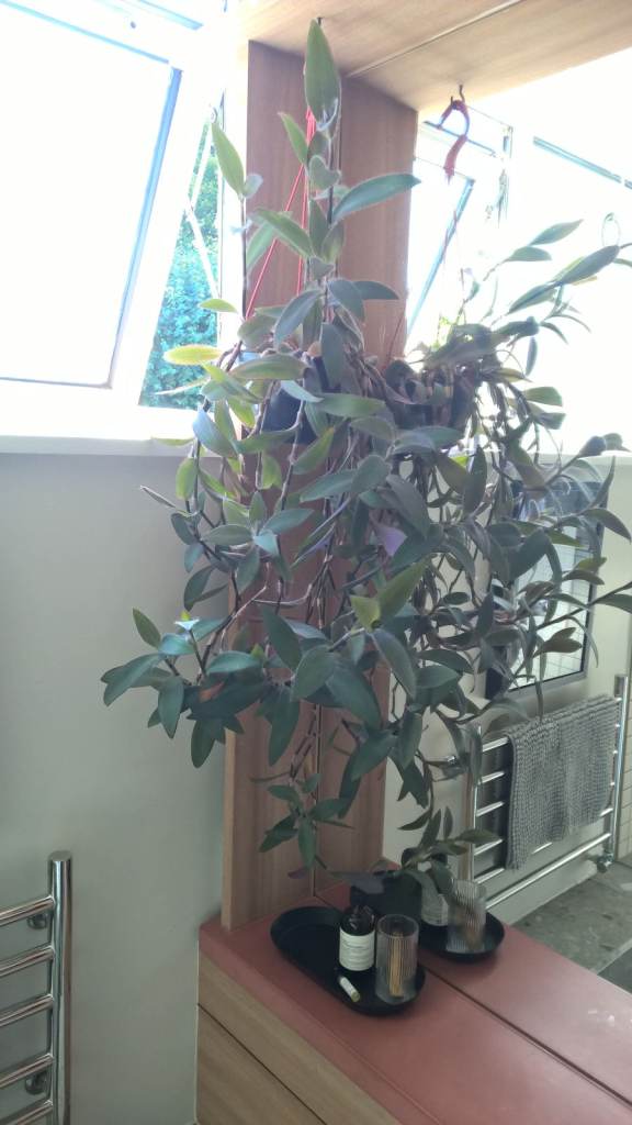image for Very Big 1 meter Hanging Pot of Trailing Purpleheart Tradescantia,